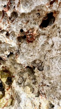 Deniz kabukları ve alglerle kaplı gözenekli bir kıyı kayasının dikey fotoğrafı. Erozyon dokusu, deniz bitkisi ve fauna, kıyı şeridi yapısı, doğal detay, deniz yaşamı, plaj jeolojisi, yakın çekim doğa. 