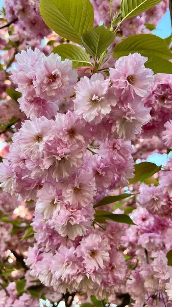 Çiçek açan kiraz çiçeklerinin dikey fotoğrafı, bahar çiçekleri, yumuşak pembe yapraklar, mevsimlik doğa, çiçekli arka plan, Japon kirazı, romantik ruh hali, doğal güzellik, çiçek deseni.. 