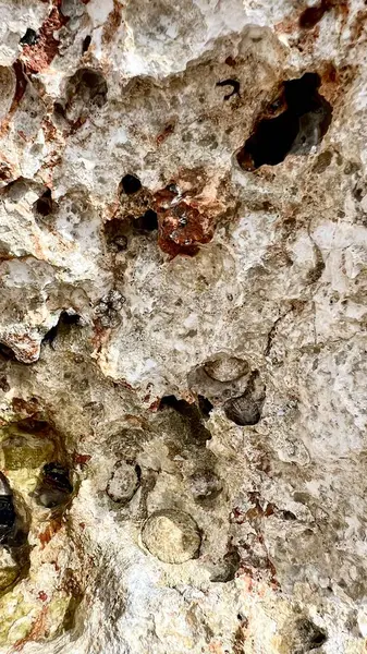 Deniz kabukları ve alglerle kaplı gözenekli bir kıyı kayasının dikey fotoğrafı. Erozyon dokusu, deniz bitkisi ve fauna, kıyı şeridi yapısı, doğal detay, deniz yaşamı, plaj jeolojisi, yakın çekim doğa. 