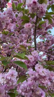 Parlak mavi gökyüzüne karşı kiraz çiçeklerinin dallarının dikey videosu. Bahar, doğa ve çiçek teması için ideal. Canlı çiçekler ve mevsimsel güzellikler sergilemek için mükemmel..