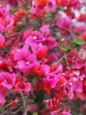 Dikey fotoğraf. Bougainvillea glabra 'nın canlı morumsu fraksiyonlu yakın çekimi. Çiçek arkaplanı, çiçek deseni, tropikal bitki, bitki dokusu, çiçek açan duvar, Akdeniz bahçesi, yaz rengi.. 