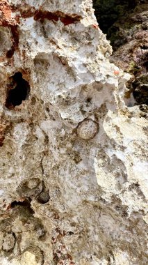 Deniz kabukları ve alglerle kaplı gözenekli bir kıyı kayasının dikey fotoğrafı. Erozyon dokusu, deniz bitkisi ve fauna, kıyı şeridi yapısı, doğal detay, deniz yaşamı, plaj jeolojisi, yakın çekim doğa. 