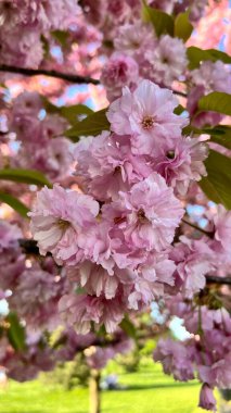 Dikey fotoğraf. Çiçek açan kiraz çiçeklerinin yakın çekimi. Bahar çiçekleri, narin taç yaprakları, mevsimlik doğa, botanik arka plan, çiçek açan ağaç, çiçek dokusu, yumuşak renkler, doğal güzellik. 