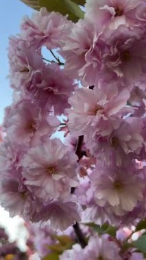 Dikey video. Kiraz çiçeklerinin yakın çekimi rüzgarda hafifçe sallanıyor. Sakura çiçek açmış, bahar doğası, yumuşak yapraklar, çiçek hareketi, sakin sahne, mevsimsel güzellik, çiçek açan dal. 