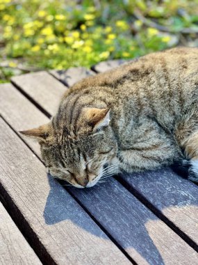 Gri tekir kedinin tahta bankta uyuduğu dikey fotoğraf. Türkiye 'nin başıboş kedileri, şehir yaban hayatı, hayvan refahı, huzurlu an, Antalya, yaz günü, rahat kedi, sokak hayvanları. 