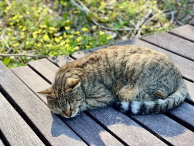 Gri tekir kedi ahşap bankta uyuyor. Türkiye 'nin başıboş kedileri, vahşi yaşam, hayvan refahı, huzurlu bir an, Antalya, yaz günü, rahat kedi, sokak hayvanları, kedi fotoğrafçılığı. 
