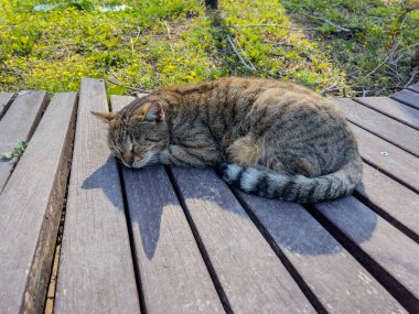 Gri tekir kedi ahşap bankta uyuyor. Türkiye 'nin başıboş kedileri, vahşi yaşam, hayvan refahı, huzurlu bir an, Antalya, yaz günü, rahat kedi, sokak hayvanları, kedi fotoğrafçılığı. 