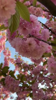 Dikey video. Kiraz çiçeklerinin yakın çekimi rüzgarda hafifçe sallanıyor. Sakura çiçek açmış, bahar doğası, yumuşak yapraklar, çiçek hareketi, sakin sahne, mevsimsel güzellik, çiçek açan dal. 