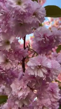 Dikey video. Kiraz çiçeklerinin yakın çekimi rüzgarda hafifçe sallanıyor. Sakura çiçek açmış, bahar doğası, yumuşak yapraklar, çiçek hareketi, sakin sahne, mevsimsel güzellik, çiçek açan dal. 