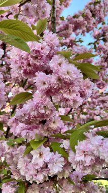 Dikey fotoğraf. Çiçek açan kiraz çiçeklerinin yakın çekimi. Bahar çiçekleri, narin taç yaprakları, mevsimlik doğa, botanik arka plan, çiçek açan ağaç, çiçek dokusu, yumuşak renkler, doğal güzellik. 