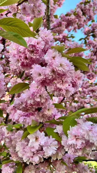 Dikey fotoğraf. Çiçek açan kiraz çiçeklerinin yakın çekimi. Bahar çiçekleri, narin taç yaprakları, mevsimlik doğa, botanik arka plan, çiçek açan ağaç, çiçek dokusu, yumuşak renkler, doğal güzellik. 