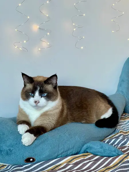 Lüks bir köpekbalığı oyuncağının üzerinde dinlenen siyam kedisinin dikey fotoğrafı. Kapalı mekan sahnesi, rahat duruş, yumuşak dokular, kedi bakışı, ev konforu, evcil hayvan fotoğrafçılığı. 