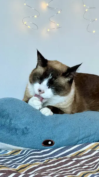 Tombul bir köpekbalığı oyuncağının üzerinde yatıp patisini yalarken çekilmiş dikey bir Siyam kedisi fotoğrafı. Kapalı mekan sahnesi, rahat hayvan bakımı, kedi bakımı, ev konforu, sevimli kedi davranışı, neşeli ortam, sevimli hayvan anı..