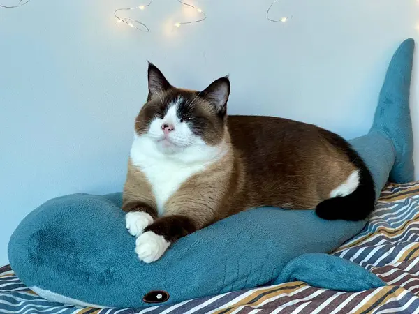 Siyam kedisi konforlu bir köpekbalığı oyuncağının üzerinde rahatça yatıyor. Kapalı mekan sahnesi, rahat ev hayvanı, rahat ev hayvanı, tatlı kedi anı, yumuşak dokular, neşeli ortam, sevimli kedi davranışı..