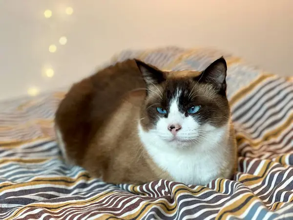 Çizgili yatağa uzanmış Siyam kedisi. Rahat ev sahnesi, rahat hayvan, yumuşak doku, kedi davranışı, ev kedisi, rahat dinlenme yeri, huzurlu an, sevimli hayvan fotoğrafı..