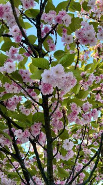 Mavi gökyüzüne karşı çiçek açan sakura dallarının dikey fotoğrafı. Kiraz çiçeği, çiçek deseni, bahar çiçeği, doğa güzelliği, kiraz ağacı çiçekleri, mevsimlik çiçekler, yumuşak renkler, doğal doku. 