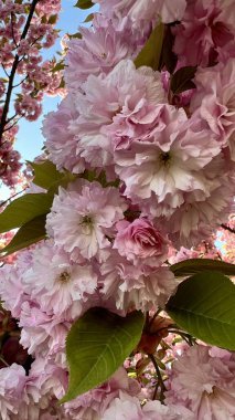 Dikey fotoğraf. Çiçek açan kiraz çiçeklerinin yakın çekimi. Bahar çiçekleri, narin taç yaprakları, mevsimlik doğa, botanik arka plan, çiçek açan ağaç, çiçek dokusu, yumuşak renkler, doğal güzellik. 