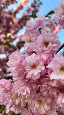 Çiçek açan kiraz çiçeklerinin dikey fotoğrafı, bahar çiçekleri, yumuşak pembe yapraklar, mevsimlik doğa, çiçekli arka plan, Japon kirazı, romantik ruh hali, doğal güzellik, çiçek deseni.. 