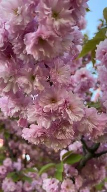 Mavi gökyüzüne karşı yeşil yapraklı çiçek açan kiraz dallarının dikey videosu. Bahar doğası, çiçekli detaylar, mevsimlik çiçekler, taze yapraklar, barışçıl açık hava manzarası, yumuşak renkler..