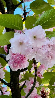 Hassas kiraz çiçeklerinin dikey fotoğrafı. Arka planda yeşil yapraklar var. Sakura ağacı, bahar doğası, çiçek detayları, mevsimlik çiçekler, yumuşak renkler, taze yapraklar, huzurlu bir manzara..