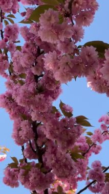 Mavi gökyüzüne karşı yeşil yapraklı çiçek açan kiraz dallarının dikey videosu. Bahar doğası, çiçekli detaylar, mevsimlik çiçekler, taze yapraklar, barışçıl açık hava manzarası, yumuşak renkler..