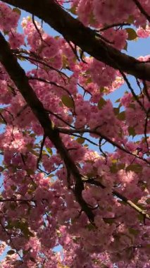 Parlak mavi gökyüzüne karşı kiraz çiçeklerinin dallarının dikey videosu. Bahar, doğa ve çiçek teması için ideal. Canlı çiçekler ve mevsimsel güzellikler sergilemek için mükemmel..