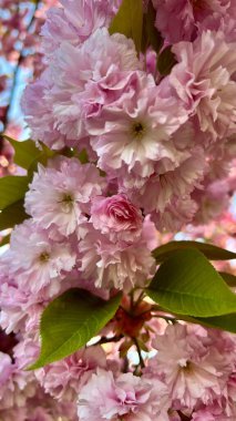 Çiçek açan kiraz çiçeklerinin dikey fotoğrafı, bahar çiçekleri, yumuşak pembe yapraklar, mevsimlik doğa, çiçekli arka plan, Japon kirazı, romantik ruh hali, doğal güzellik, çiçek deseni.. 