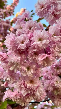 Çiçek açan kiraz çiçeklerinin dikey fotoğrafı, bahar çiçekleri, yumuşak pembe yapraklar, mevsimlik doğa, çiçekli arka plan, Japon kirazı, romantik ruh hali, doğal güzellik, çiçek deseni.. 