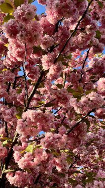 Mavi gökyüzüne karşı kiraz dalları, ilkbahar çiçekleri, çiçek açan ağaç, mevsimlik doğa, yumuşak pembe çiçekler, doğal güzellik, huzur manzarası, çiçekli arka plan, romantik atmosfer, Japonya 'dan esinlenilmiş. 