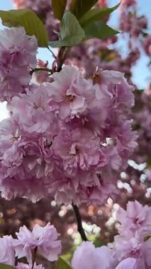 Mavi gökyüzüne karşı yeşil yapraklı çiçek açan kiraz dallarının dikey videosu. Bahar doğası, çiçekli detaylar, mevsimlik çiçekler, taze yapraklar, barışçıl açık hava manzarası, yumuşak renkler..