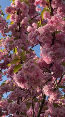 Parlak mavi gökyüzüne karşı kiraz çiçeklerinin dallarının dikey videosu. Bahar, doğa ve çiçek teması için ideal. Canlı çiçekler ve mevsimsel güzellikler sergilemek için mükemmel..