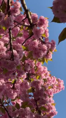 Parlak mavi gökyüzüne karşı kiraz çiçeklerinin dallarının dikey videosu. Bahar, doğa ve çiçek teması için ideal. Canlı çiçekler ve mevsimsel güzellikler sergilemek için mükemmel..
