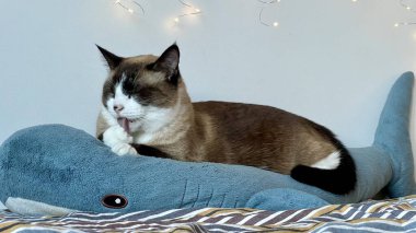 Tombul bir köpekbalığı oyuncağının üzerine uzanmış, patisini yalıyor. Kapalı mekan sahnesi, rahat hayvan bakımı, kedi bakımı, ev konforu, sevimli kedi davranışı, neşeli ortam, sevimli hayvan anı..