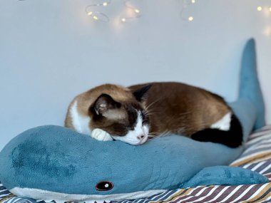 Siyam kedisi büyük mavi pelüş köpekbalığı oyuncağında şekerleme yapıyor. Yumuşak peri ışıkları ve arka planda beyaz duvar var. Rahat bir ev hayvanı, rahat bir ev hayvanı, tuhaf bir atmosfer, sevimli bir hayvan, ev hayatı, sakin bir ruh hali..