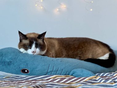 Siyam kedisi büyük mavi pelüş köpekbalığı oyuncağında şekerleme yapıyor. Yumuşak peri ışıkları ve arka planda beyaz duvar var. Rahat bir ev hayvanı, rahat bir ev hayvanı, tuhaf bir atmosfer, sevimli bir hayvan, ev hayatı, sakin bir ruh hali..