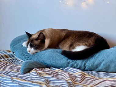 Siyam kedisi büyük mavi pelüş köpekbalığı oyuncağında şekerleme yapıyor. Yumuşak peri ışıkları ve arka planda beyaz duvar var. Rahat bir ev hayvanı, rahat bir ev hayvanı, tuhaf bir atmosfer, sevimli bir hayvan, ev hayatı, sakin bir ruh hali..