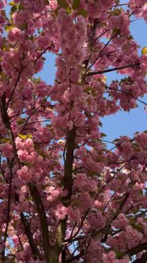 Parlak mavi gökyüzüne karşı kiraz çiçeklerinin dallarının dikey videosu. Bahar, doğa ve çiçek teması için ideal. Canlı çiçekler ve mevsimsel güzellikler sergilemek için mükemmel..