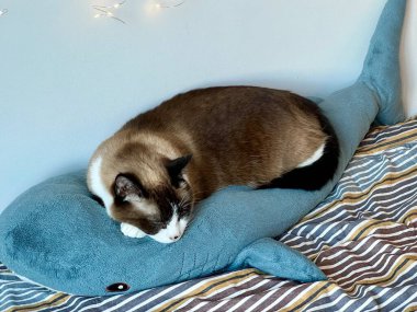 Siyam kedisi büyük mavi pelüş köpekbalığı oyuncağında şekerleme yapıyor. Yumuşak peri ışıkları ve arka planda beyaz duvar var. Rahat bir ev hayvanı, rahat bir ev hayvanı, tuhaf bir atmosfer, sevimli bir hayvan, ev hayatı, sakin bir ruh hali..