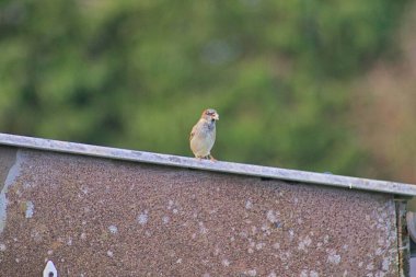 Ormanda bir ağacın dalında bir kuş oturuyor.