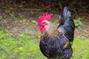 Gölde yüzen güzel beyaz kuğu çarpıcı kırmızı bir tarağı olan canlı bir horozu, parlak siyah tüyleri ve doğal çevrede duran yeşilimsi bir kuyruğu var. Bu sahnede kırsal yaşam ya da organik tarım gösteriliyor.