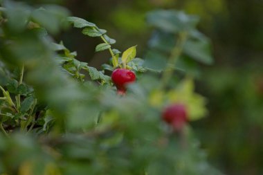 Yeşil bir çalılıkta canlı kırmızı meyvelerin yakın plan görüntüsü, yumuşak odaklı arka plan meyvelerin canlı rengini ve hassas detayları vurguluyor. Bu resim doğal güzelliği ve potansiyel sembolik anlamları yakalar, bu da onu stok fotoğrafçılığı için ideal kılar.