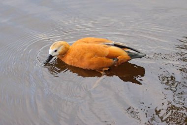 : Canlı bir turuncu ördek sakin sularda yüzer. Yansıması alttan yansıtır. Ördeklerin sessiz su tonlarına karşı parlak tüylerinin karşıtlığı, çeşitli yaratıcı projeler için ideal, sakin ve büyüleyici bir görüntü yaratır..