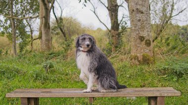 Bir çoban köpeği yemyeşil bir parktaki ahşap bir bankta dikkatle oturur. Arka planda ağaçlar olan sakin dış mekan, köpekleri kabarık tüylü palto ve özel merle deseni vurguluyor. Bu da onu doğa, evcil hayvanlar ve rahatlama temaları için mükemmel yapıyor.