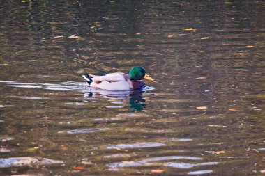 A vibrant mallard duck glides gracefully on a serene pond, surrounded by scattered autumn leaves. The ducks colorful plumage and the calm water create a picturesque nature scene, perfect for wildlife and seasonal themes.