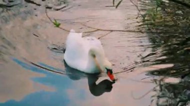  Gün batımında sakin bir gölette süzülen zarif bir kuğu, gökyüzünün sıcak tonlarını yansıtıyor. Stok fotoğrafçılığı, dingin doğa ve vahşi yaşam anları için mükemmel..