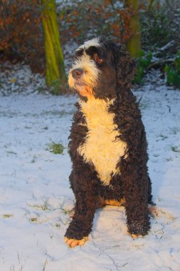 a Bernedoodle, a crossbreed between a Bernese Mountain Dog and a Poodle, sitting on snow-covered ground with trees in the background. clipart