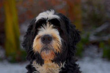 a Bernedoodle, a crossbreed between a Bernese Mountain Dog and a Poodle, standing on snowy ground. The dog has a fluffy, curly coat and is looking directly at the camera with a playful expression clipart