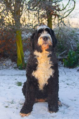 a Bernedoodle, a crossbreed between a Bernese Mountain Dog and a Poodle, sitting on snow-covered ground with trees in the background. clipart