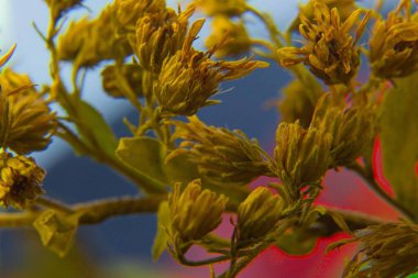 Sarı tomurcuklar ve yeşil yapraklardan oluşan bir makro kare mavi ve kırmızı renklerin bulanık arka planına karşı bitkinin karmaşık ayrıntılarını ve dokularını gözler önüne seriyor. Doğa ve botanik temalı projeler için ideal.