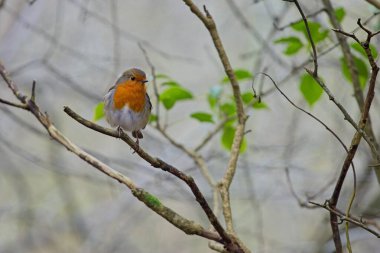 Robin on a branch among trees and bushes in a forest clipart